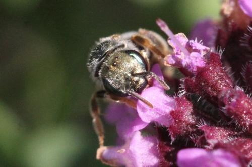 Seladonia submediterranea
